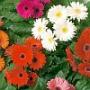 Seminte profesionale  Gerbera jamesonii - Gerbera - imagine 49180